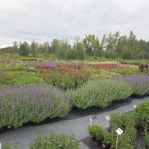 Малиновский питомник растений