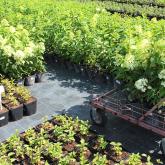 Малиновский питомник растений