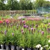 Малиновский питомник растений