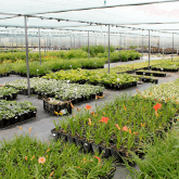 Малиновский питомник растений