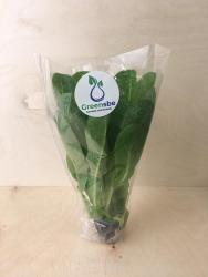 Салат Романо