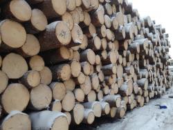 Пиловочник отборный