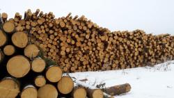 Пиловочник