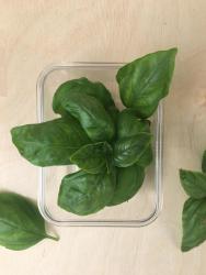 Базилик Зеленый