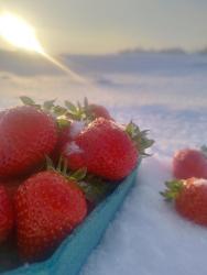 Земляника садовая свежая: урожая 2024 г, высший сорт