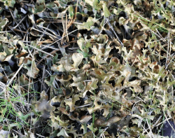 Сухой водорастворимый аморфный порошок. Получен методом распылительной сушки из водной вытяжки исландского моха. Фасовка по 5 кг в п/э пакеты. Тарное место 10 кг (2 пакета в картонной коробке)