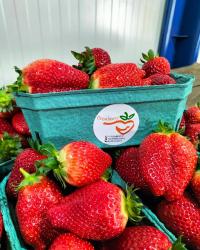 Земляника садовая свежая: урожая 2024 г, высший сорт