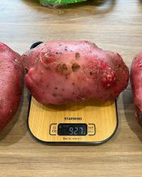 Урожай 2023 после применения сапропеля