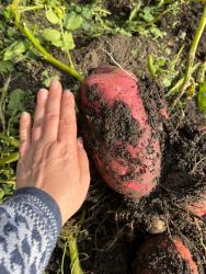 Урожай 2023 после применения сапропеля