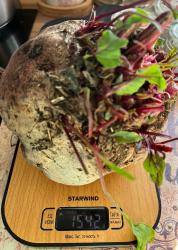 Урожай 2023 после применения сапропеля