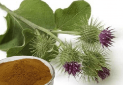 Сухой водорастворимый аморфный порошок. Получен методом распылительной сушки из водной вытяжки корней лопуха. Фасовка по 5 кг в п/э пакеты. Тарное место 10 кг (2 пакета в картонной коробке)