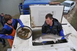 Живорыбный изотермический контейнер