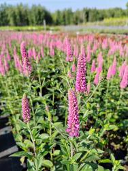 Вероника Фёст Лав