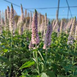 Вероника Фёст Чойс