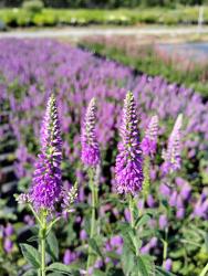 Вероника Фёст Матч