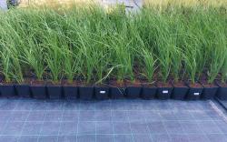 Вейник остроцветковый Карл Форстер С1,5