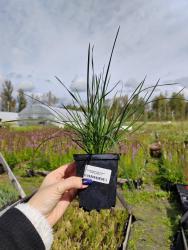 Щучка дернистая Палава Р9