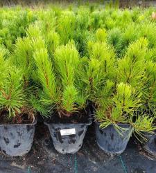 Сосна горная Пумилио