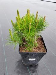 Сосна горная Муго