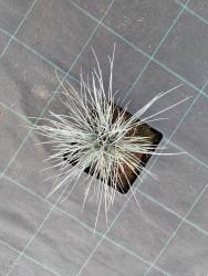 Овсяница сизая Элайджа Блю Р9