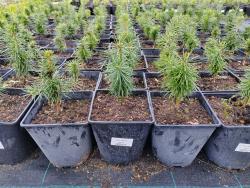 Пихта сибирская С2