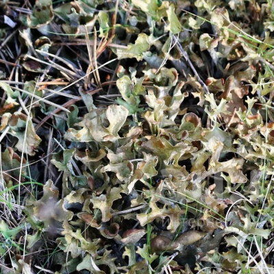 Сухой водорастворимый аморфный порошок. Получен методом распылительной сушки из водной вытяжки исландского моха. Фасовка по 5 кг в п/э пакеты. Тарное место 10 кг (2 пакета в картонной коробке)