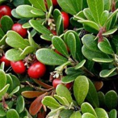 Сухой водорастворимый аморфный порошок. Получен методом распылительной сушки из водной вытяжки листьев толокнянки. Фасовка по 5 кг в п/э пакеты. Тарное место 10 кг (2 пакета в картонной коробке)