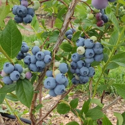 голубика свежая