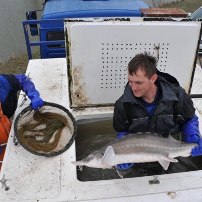 Живорыбный изотермический контейнер