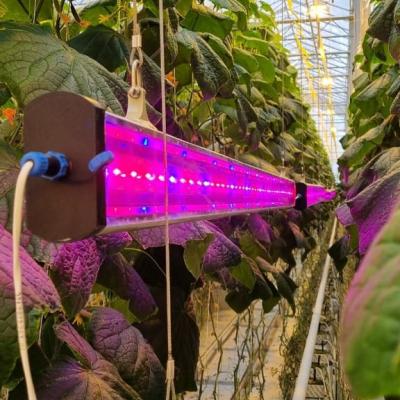 - Корпус модуля выполнен из алюминиевого сплава и имеет форму необходимую для правильного теплосъем со светодиодов, что обеспечивает защиту от перегрева, сохранения фотонного потока и ресурса светодиодов; - В корпусе модуля установлены 20 синих и 70 красных светодиодов общей мощность 90 Вт; - Эффективность ФАР 3,2 Мкмоль/Дж; - Фотонный поток 220÷240 Мкмоль/С; - Коэффициент пульсации (%) менее 1; - Напряжение на модуле 24 В; - Коэффициент мощности ˃ 0,9; - Размеры корпуса 60х78х2100; 