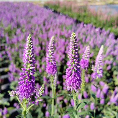 Вероника Фёст Матч