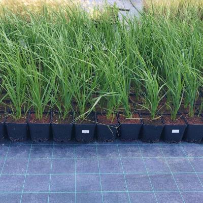 Вейник остроцветковый Карл Форстер С1,5