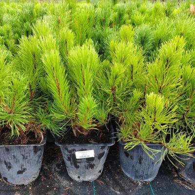 Сосна горная Пумилио